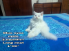Persian blue eye male